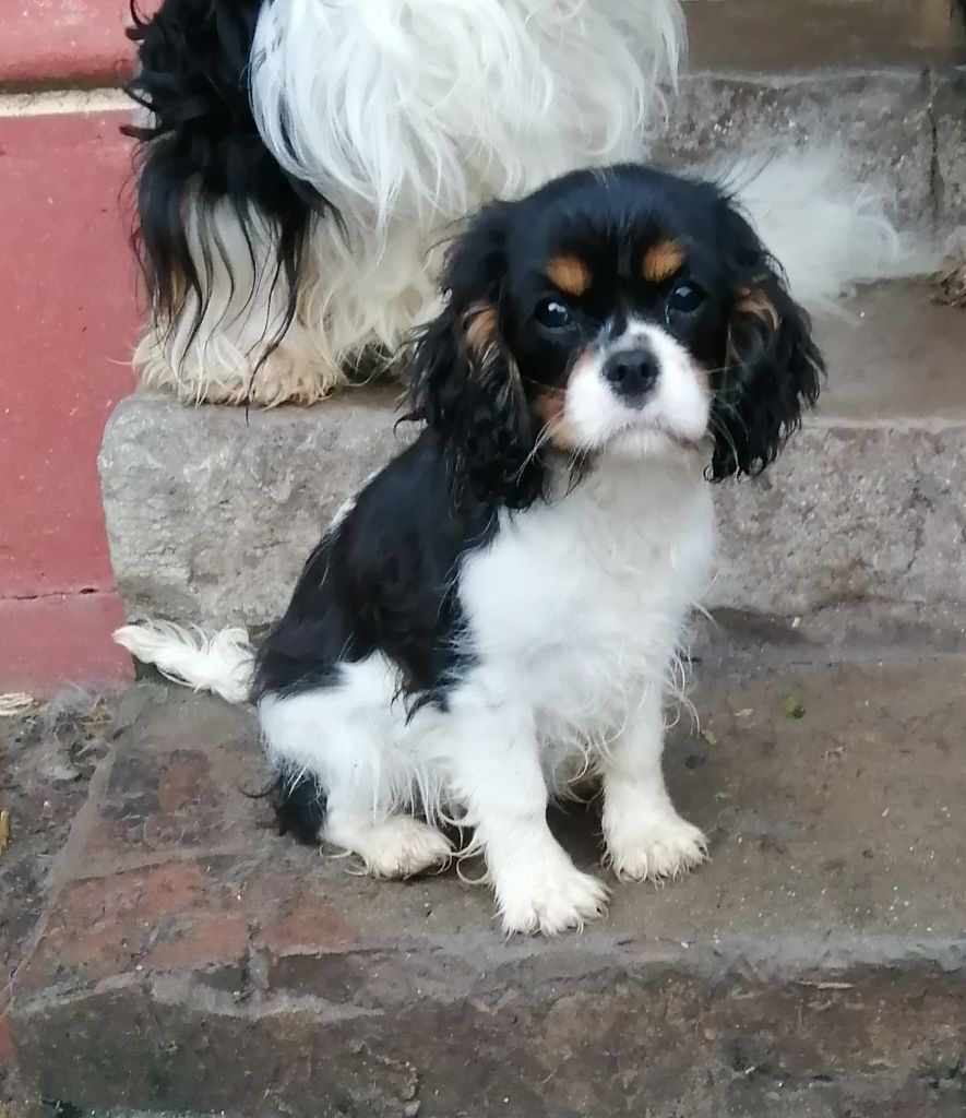 Of impsland - Chiot disponible  - Cavalier King Charles Spaniel