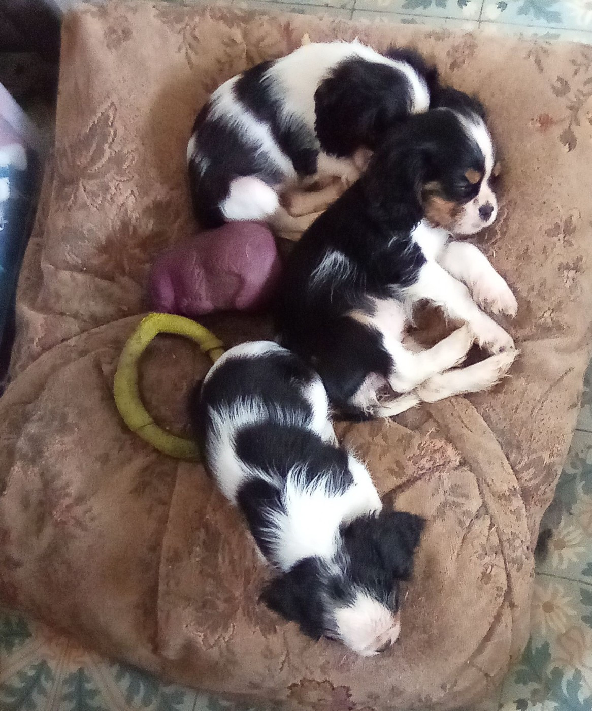 CHIOTS DISPONIBLES