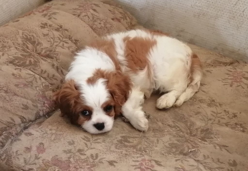Of impsland - Chiots disponibles - Cavalier King Charles Spaniel